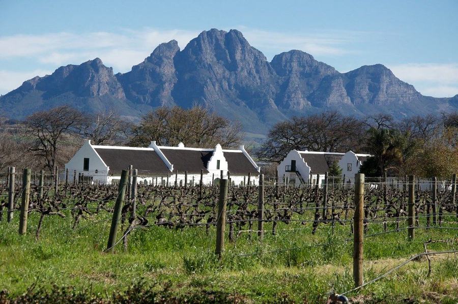 Cape Noir journey: Among the vines